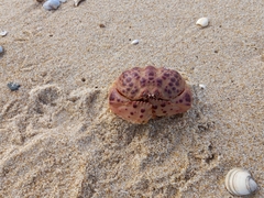Calappa granulata