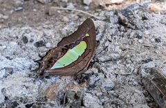 Polyura bharata