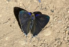 Hypolycaena erylus