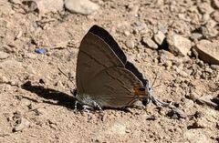 Hypolycaena erylus