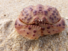 Calappa granulata