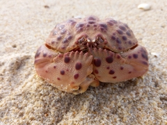 Calappa granulata