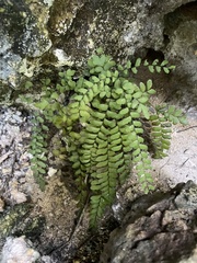 Adiantum melanoleucum
