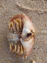 Calappa granulata