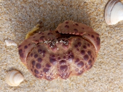 Calappa granulata