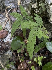 Adiantum melanoleucum