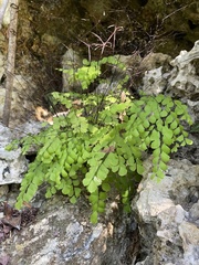 Adiantum fragile
