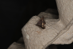 Throana pectinifer
