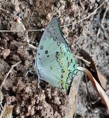 Polyura delphis