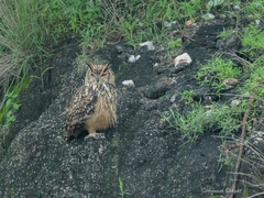 Bubo bengalensis