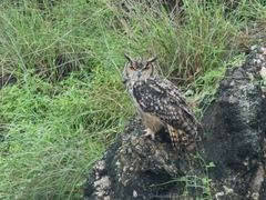Bubo bengalensis