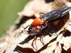 Dilophus serotinus