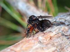 Dilophus serotinus