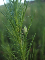 Pantomorus viridisquamosus