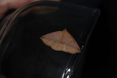 Ugia purpurea