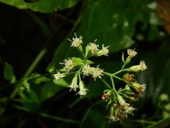 Mikania gleasonii