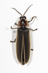 Photinus obscurellus