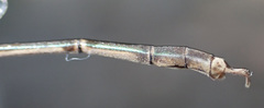 Lestes pinheyi