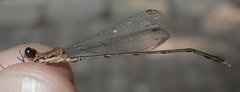 Lestes pinheyi