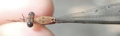 Lestes pinheyi