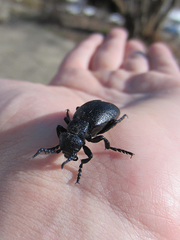 Meloe proscarabaeus