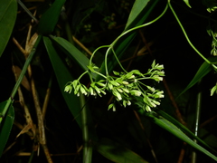 Mikania gleasonii