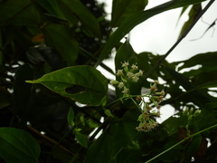 Mikania gleasonii