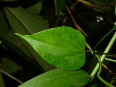 Mikania gleasonii