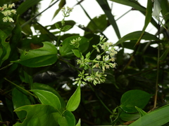 Mikania gleasonii