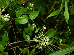 Mikania gleasonii