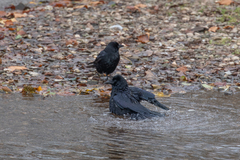 Corvus corone