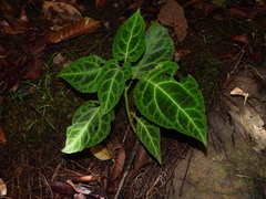 Mikania guaco