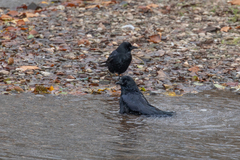 Corvus corone