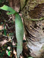 Gastrochilus obliquus