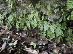 Tectaria cicutaria