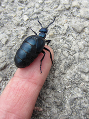 Meloe proscarabaeus