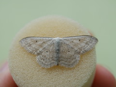 Scopula incanata