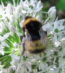 Bombus haematurus