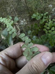 Adiantum melanoleucum