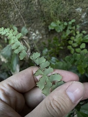 Adiantum melanoleucum