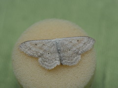 Scopula incanata
