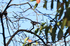Aegithalos caudatus trivirgatus