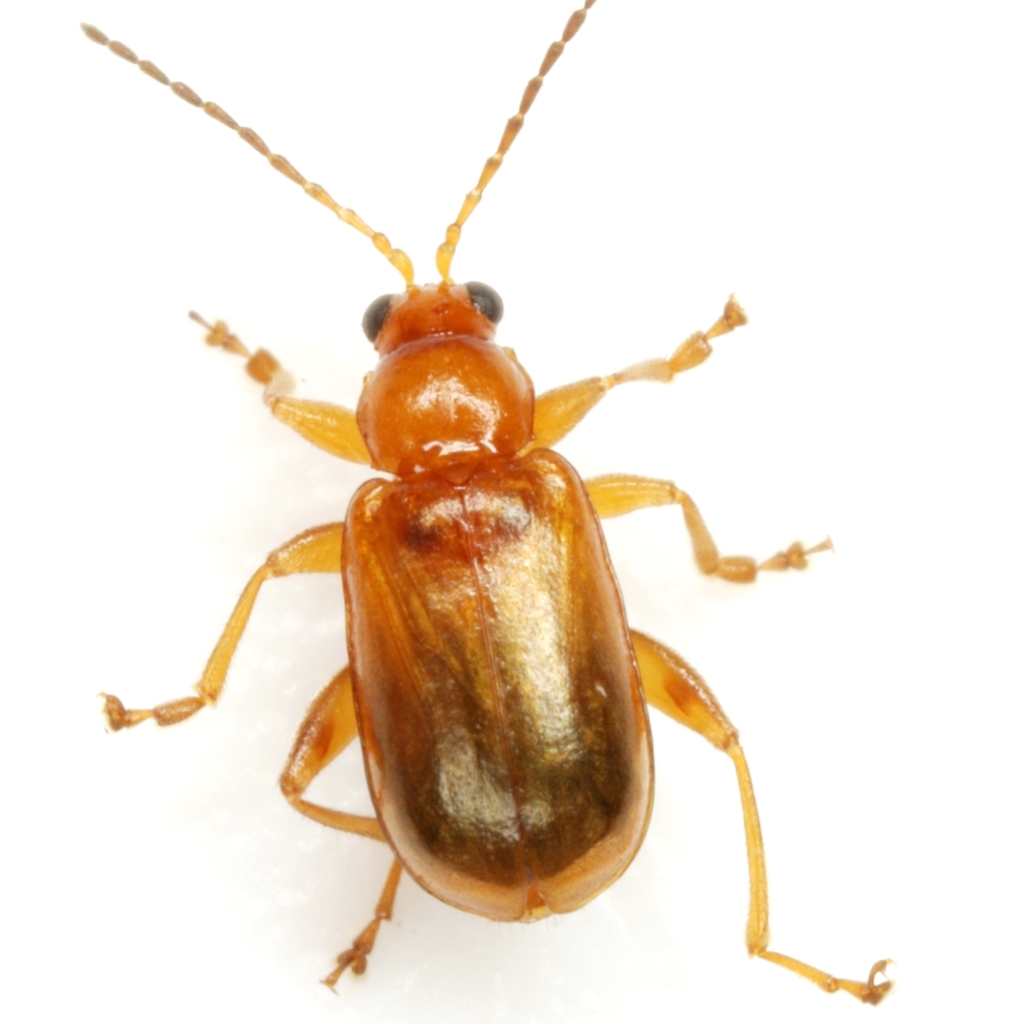 Luperaltica nigripalpis