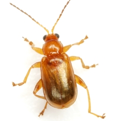 Luperaltica nigripalpis