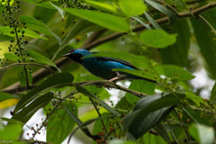 Dacnis cayana