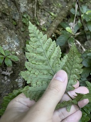 Tectaria cicutaria