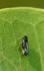 Evacanthus nigramericanus