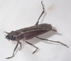 Africophanes amicus