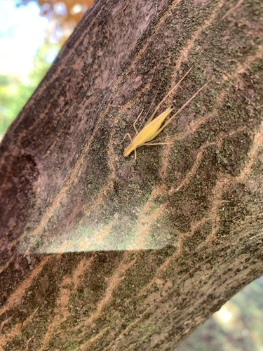 Narrow-winged Tree Cricket photo 3