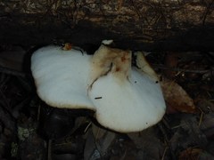 Polyporus mcmurphyi